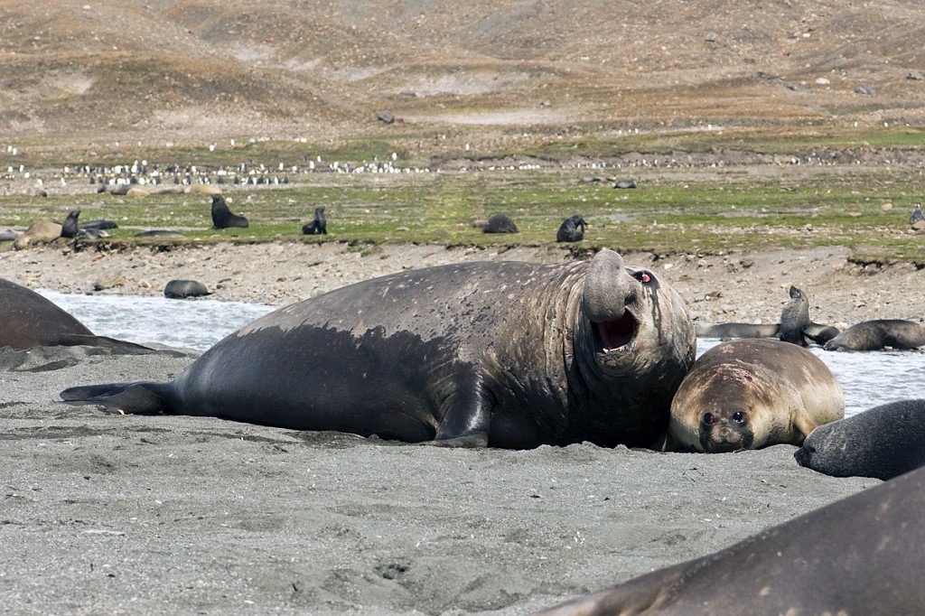 Elephant seal.20081113_3913.jpg - Southern Elephant Seal (Mirounga leonine), South Gerogia November 2008